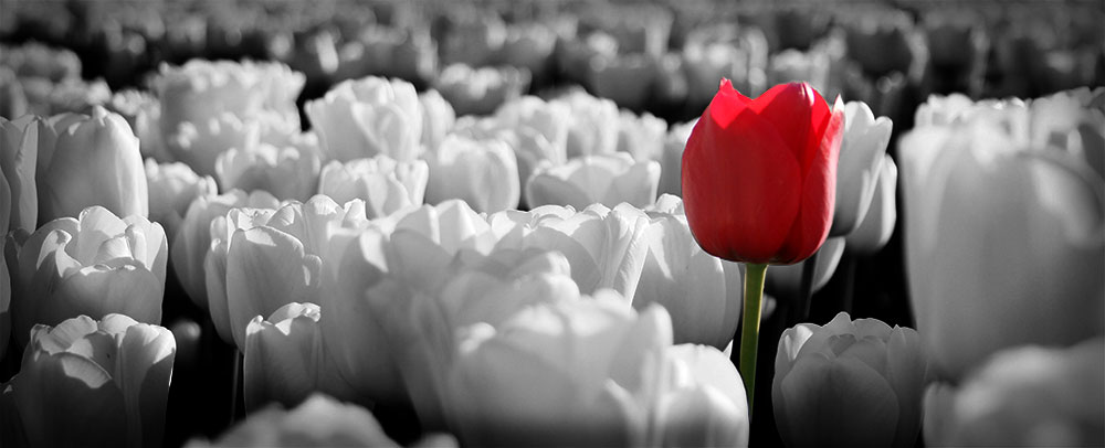 Photo of lone red tulip against a black-and-white background of white tulips, with dark edges
